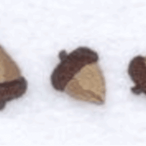 Five small acorn decorations with brown caps.
